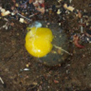 Meet your Posher, Eggelicious